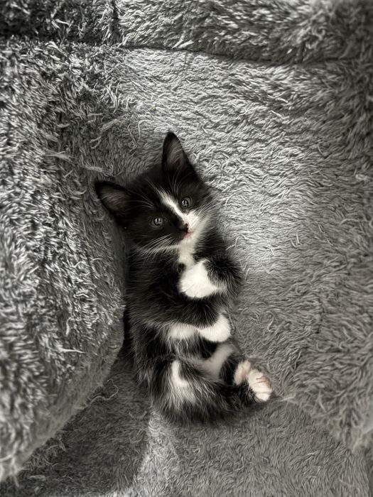 Котёнок девочка 1 месяц алматы