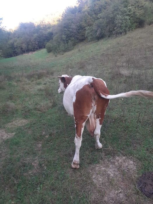 Vand vaca gestantă