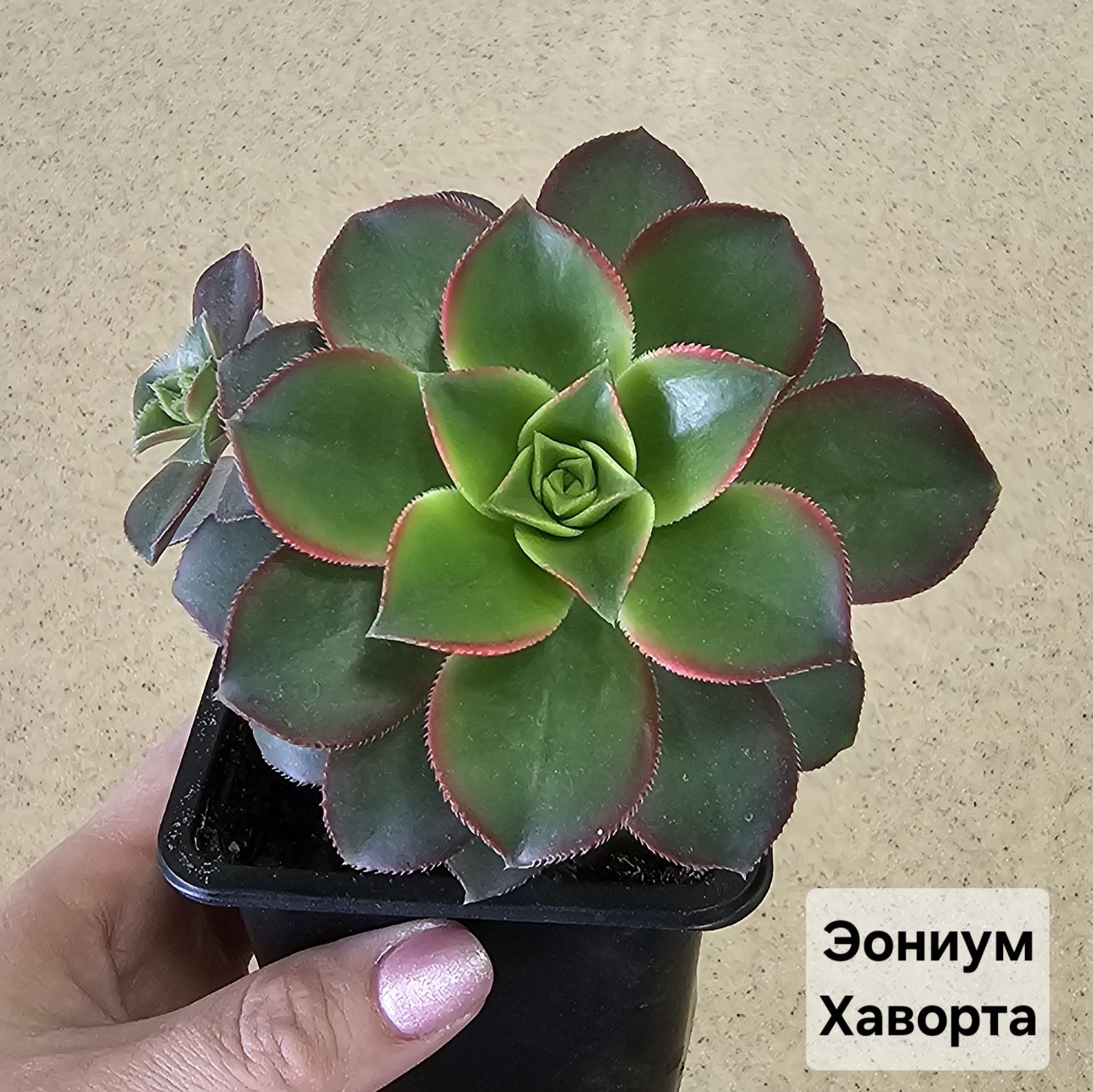 Цветы и растения