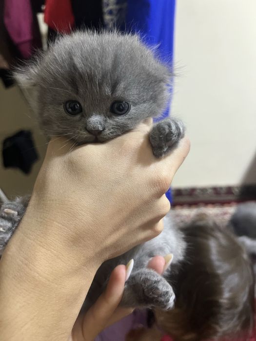 Шотландская котики