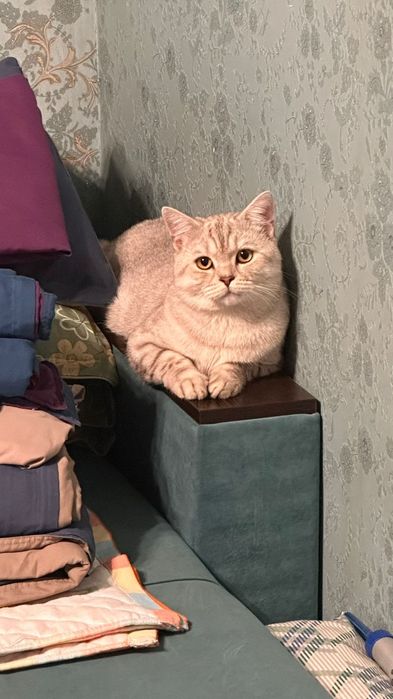 Кот, порода Британская Шиншила