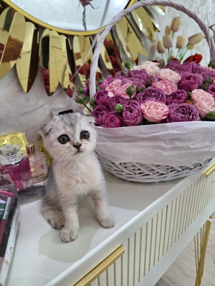 Продается котенок