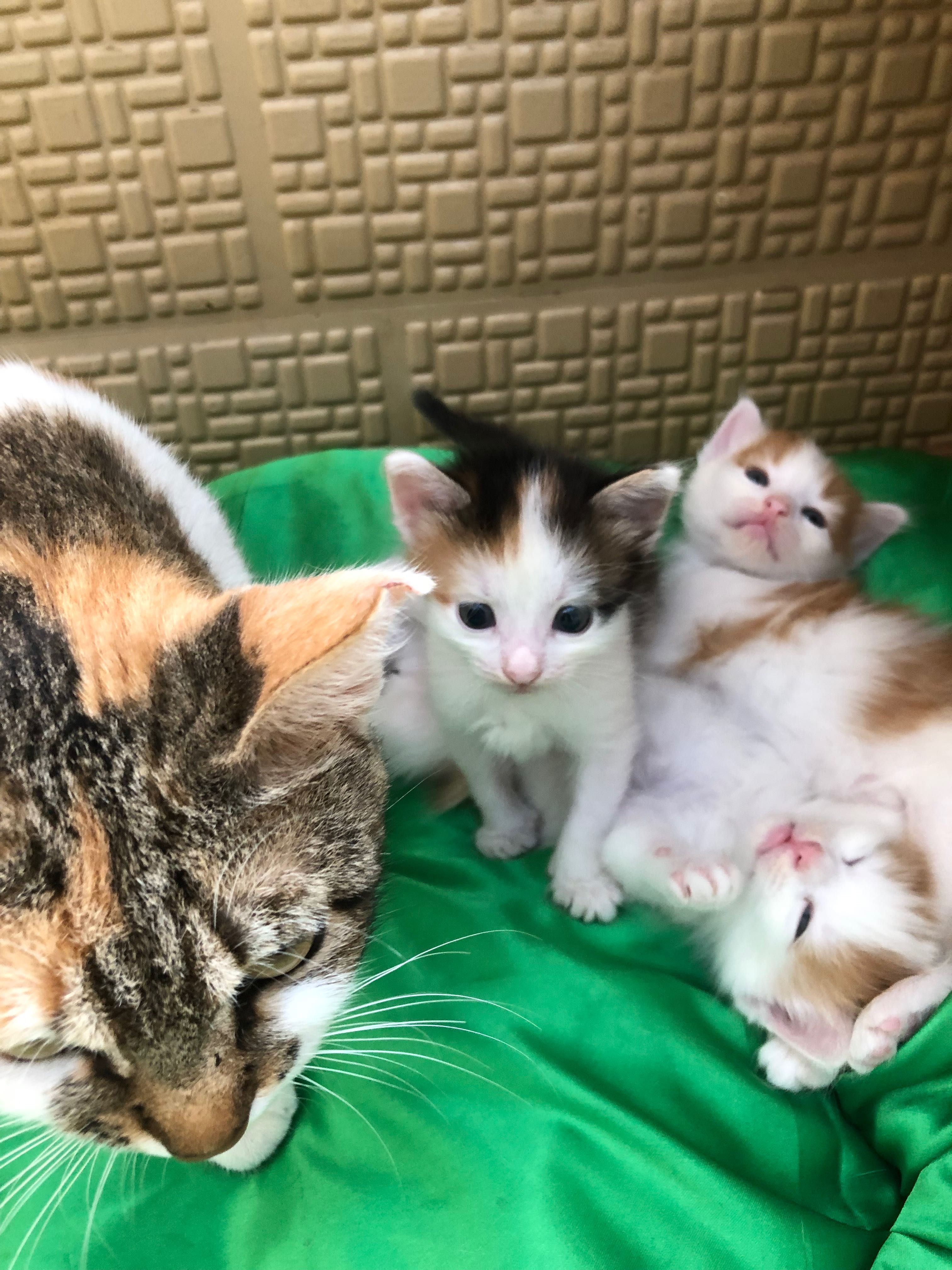 Отдам котят в добрые руки
