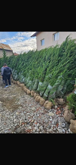 Leylandii 2.5m- 2.5m gard viu/ gazon rulou sport/ calitate premium