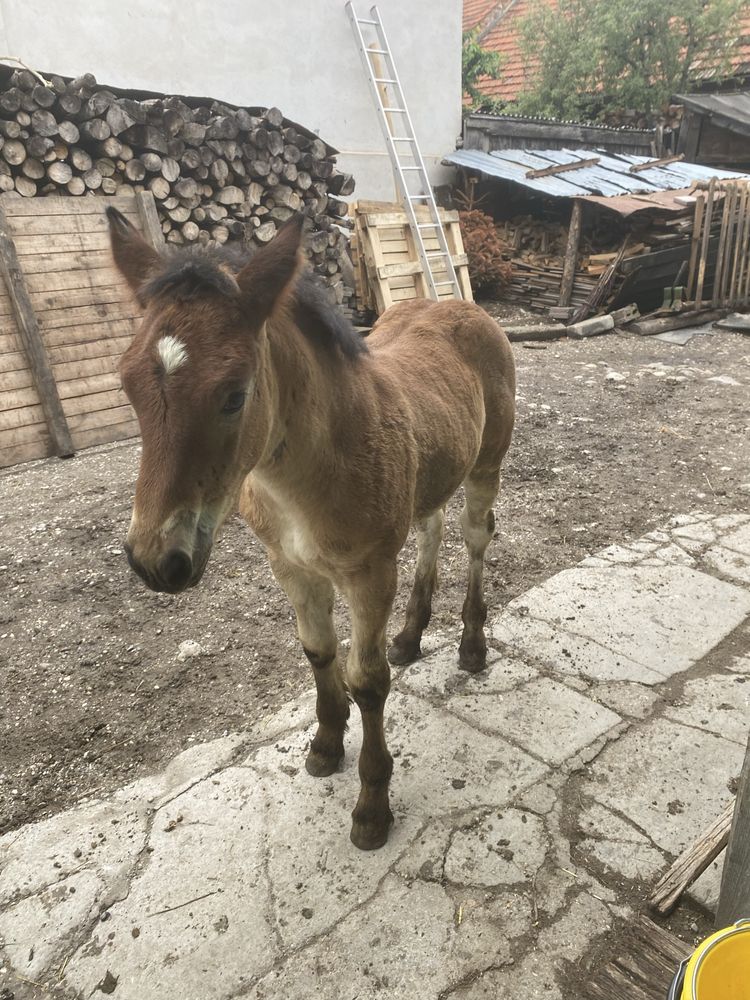 Vand iapa cu manza