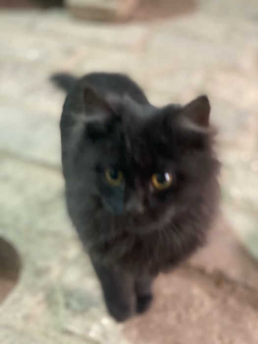 Отдам в хорошие руки