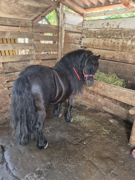 Ponei armasar de vanzare