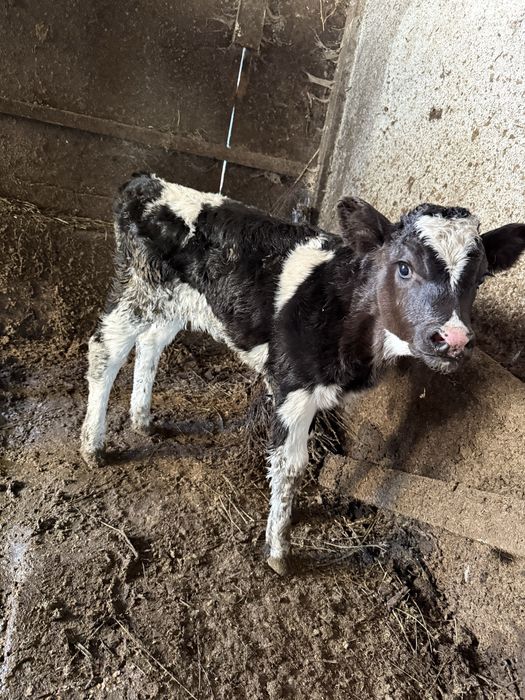 Vand doua vitele si un tauras