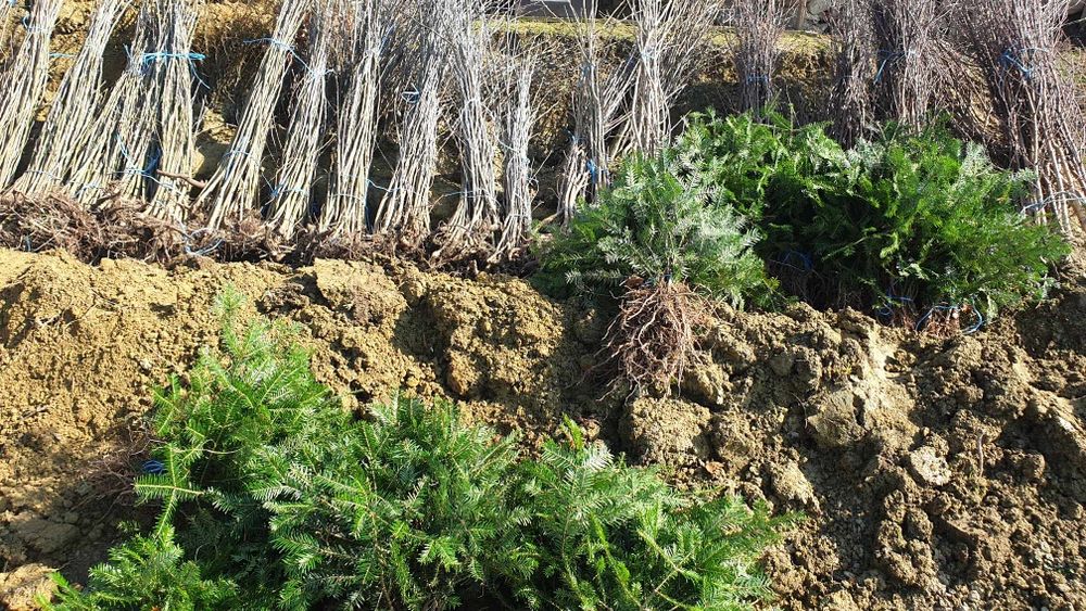 Puieți salcâm 60 bani