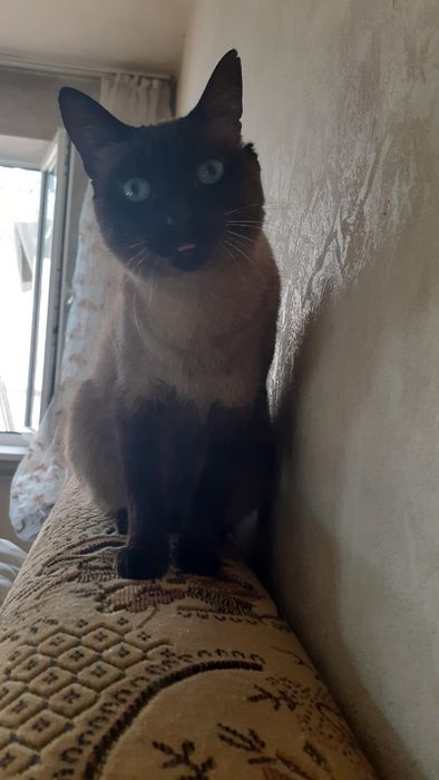 Пропала кошка сиамская