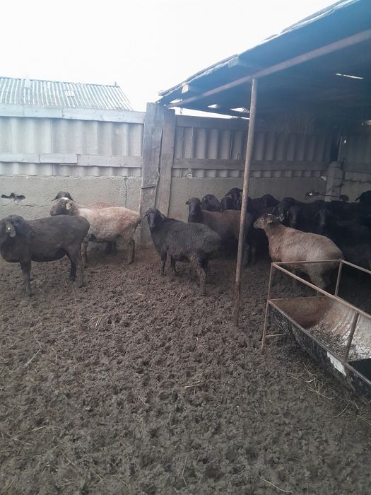 Аналык койлар сатамын