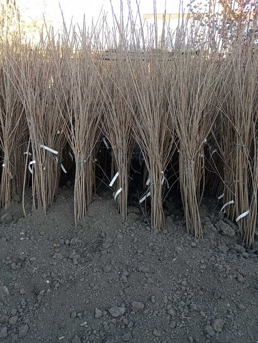 Pomii fructiferi de vânzare