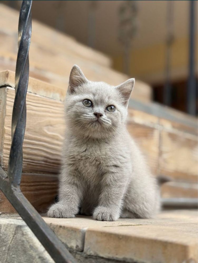 Продается кошка,Породы-чистокровная британка