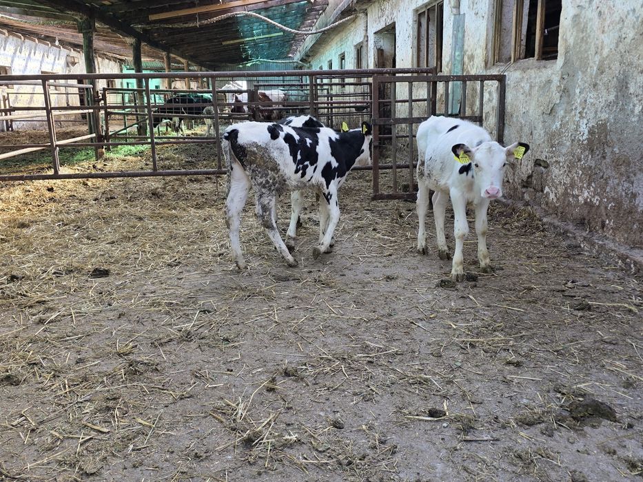 Vând vitele holstein