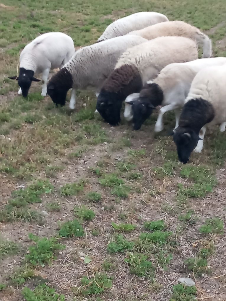 Oi dorper rasă pură