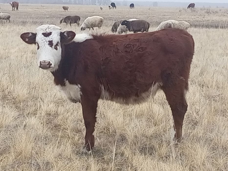 Продам  телочку  !