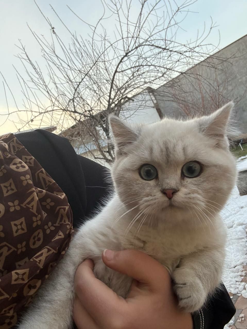 British Shorthair Chinchilla
Sotilmidi