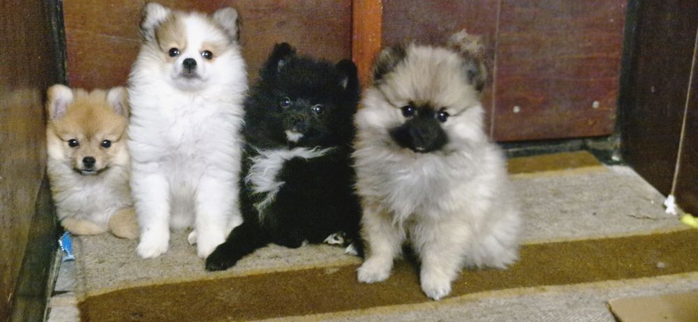 Померанчета женски