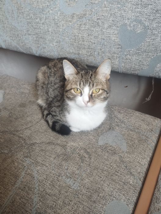 Срочно отдам котенка