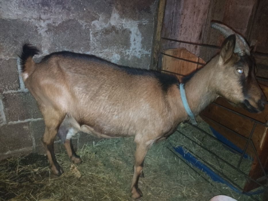 Vand capra alpina franceza originala