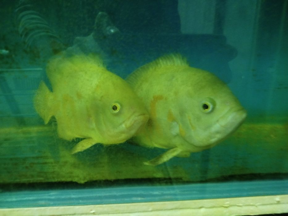 Срочно продаётся пираньи и астранатуси