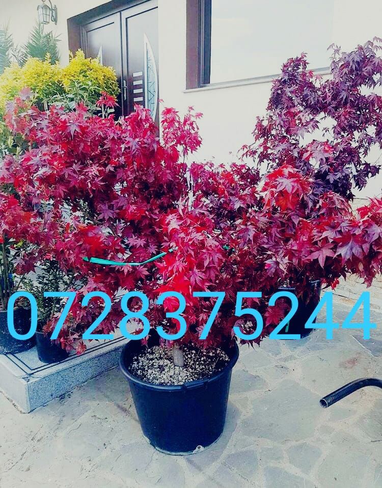 Arțar magnolia pom pon photinia Tei