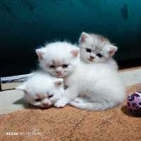 British Shorthair chinchilla silver si White