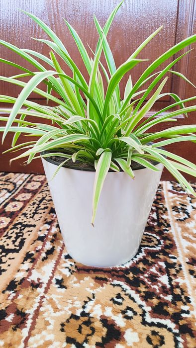 Комнатные цветы (хлорофитум в и алоэ)