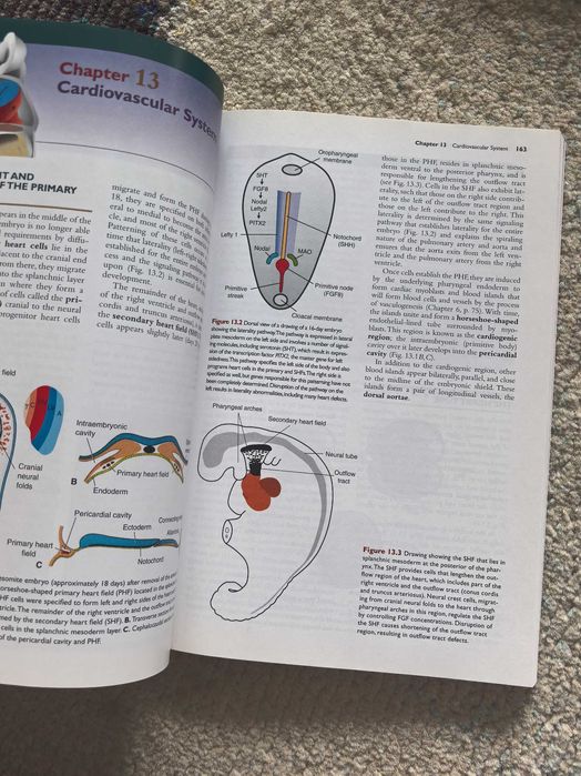 Langaman's Medical Embryology, engleză, noua