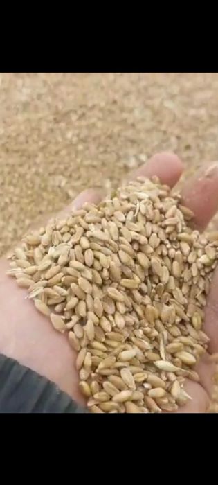 Продам зерно пшеницу