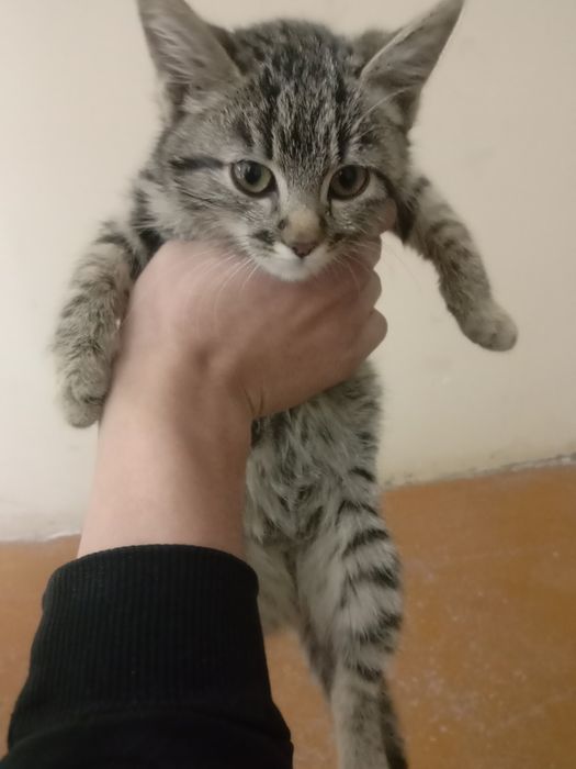 Uy qidirilvoti va yahshi ega