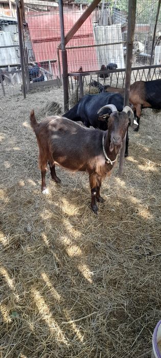 Vând șase capre și un țap