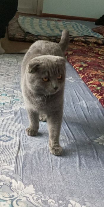Bengal zotli mushuk