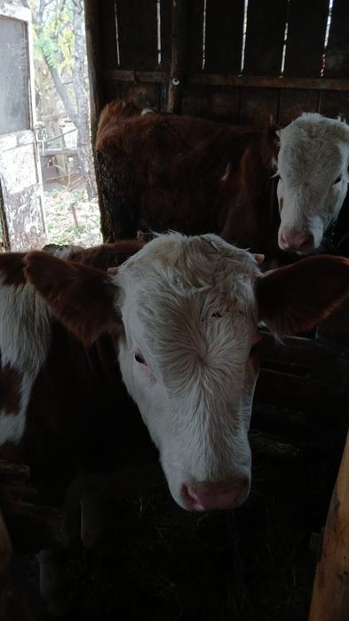 Vând viței bălțați!