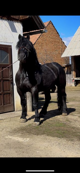 Armasar sange rece unguresc