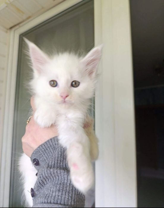 Котята Мейн куны мальчики