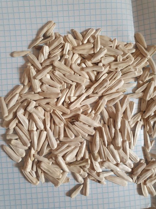 Семечка бор 20 тонна