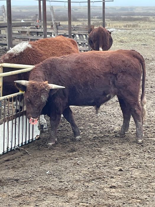 Таягөз, қашар, тоқтылар сатылады