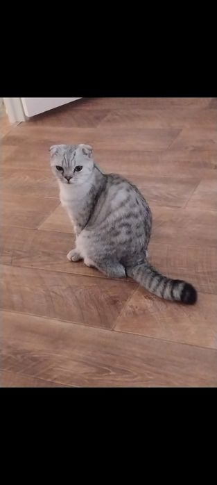 Шотландский кошка