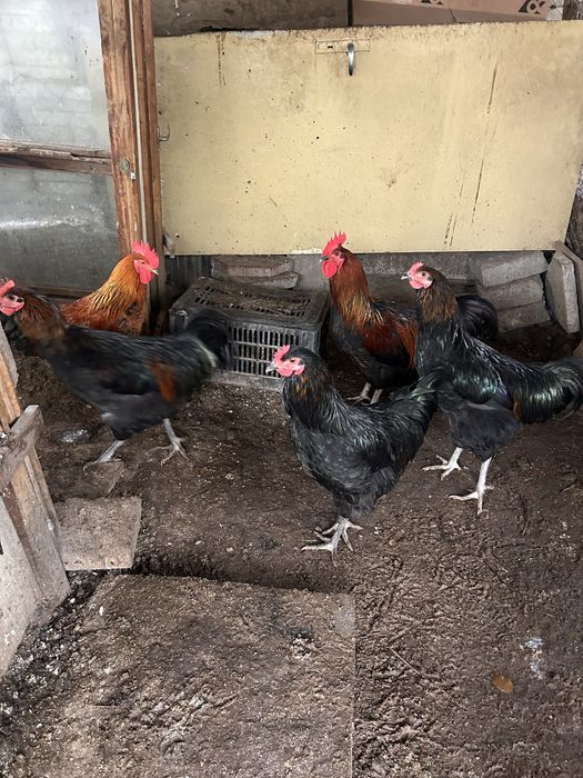 Продавам Млади петли