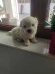 Bichon maltez miny toy