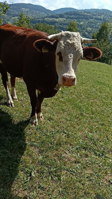 Baltata Româneasca de vânzare