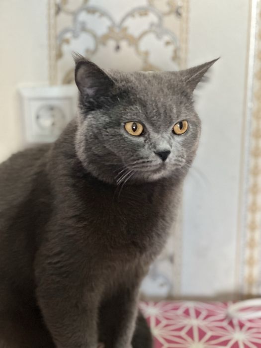 Zotli mushuk, ogʻil bola mushuk britanksiy skotsh strayt