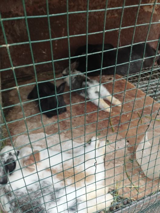 Quyonlar sotiladi 1ta erkak va bitta ona bola quyon