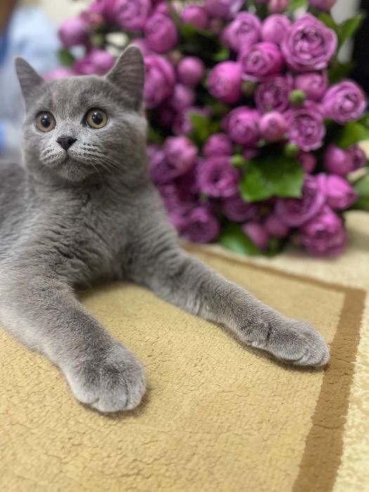 Вяскага таклиф етамиз