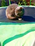 Fe.ela british shorthair