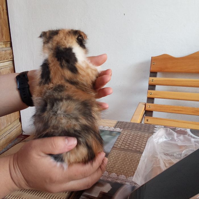 Отдам в хорошие руки