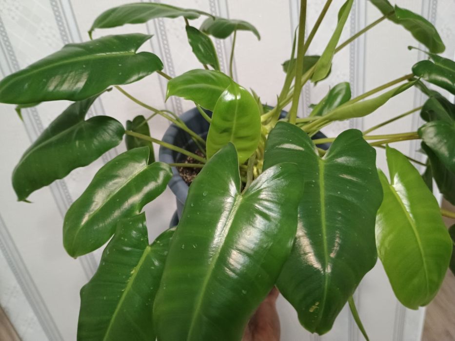 Комнатное растение