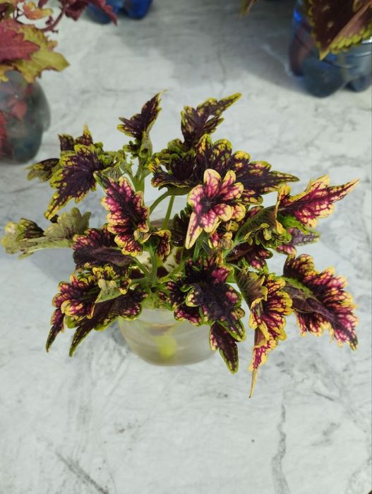 Продам срезы КОЛЕУСОВ по 50 тенге за срез. 8 видов.