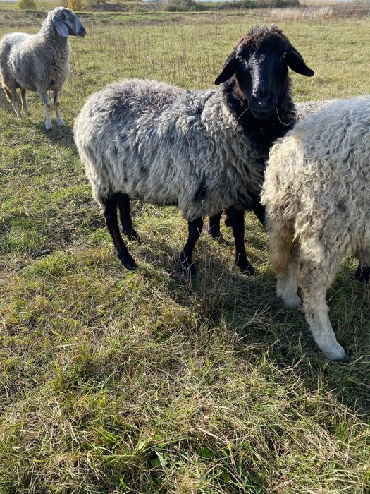 Vând 10-15 oi la alegere